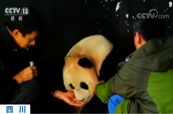 四川卧龙国家级自然保护区：野外引种大熊猫产下双胞胎