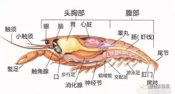 小龙虾虾头里黄黄的东西到底是啥？你绝对想不到...